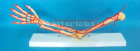 HUMAN ARM BONE MODEL WITH ARTERY